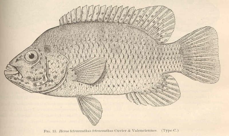 Cuban Cichlid (Nandopsis tetracanthus) — photo 5 of 5