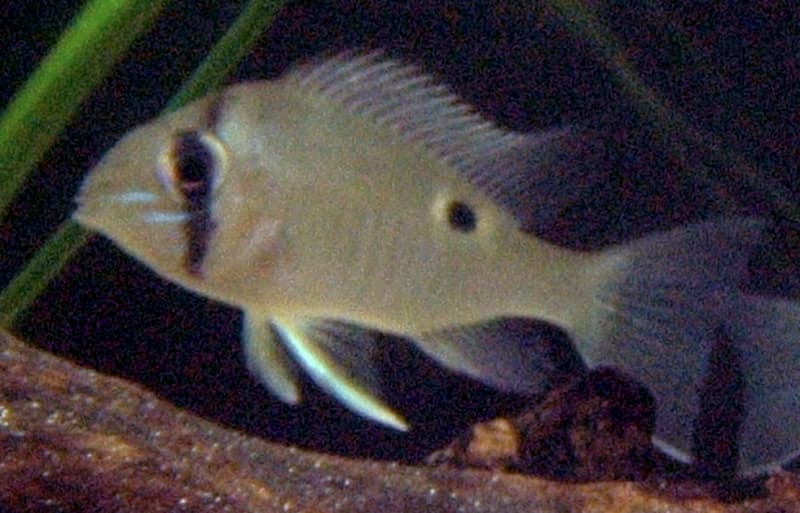 Cupid Cichlid (Biotodoma cupido) — photo 1 of 1