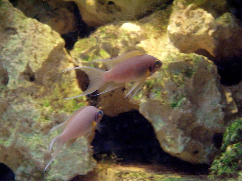 Daffodil Cichlid (Neolamprologus pulcher) — photo 1 of 4