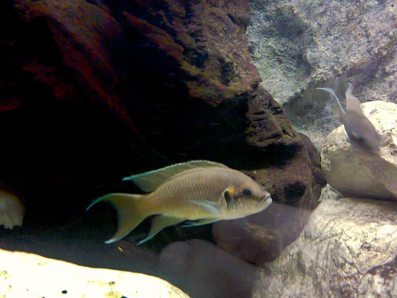 Daffodil Cichlid (Neolamprologus pulcher) — photo 2 of 4