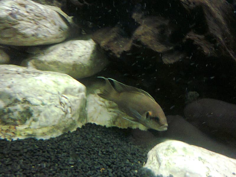 Daffodil Cichlid (Neolamprologus pulcher) — photo 3 of 4