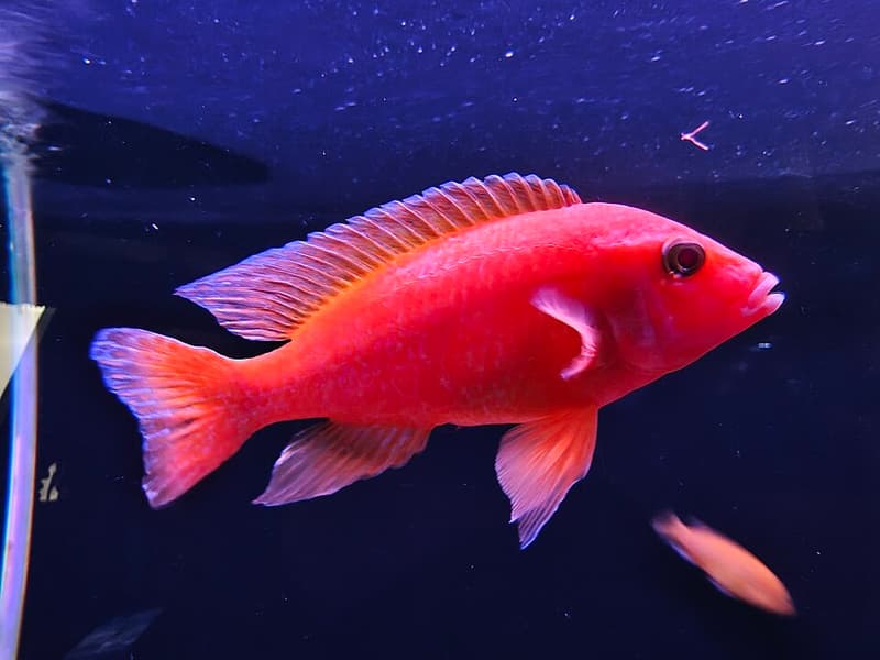 Daffodil Cichlid (Neolamprologus pulcher) — photo 4 of 4