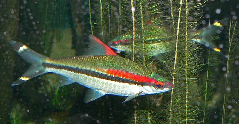 Denison Barb (Sahyadria denisonii) — photo 1 of 5