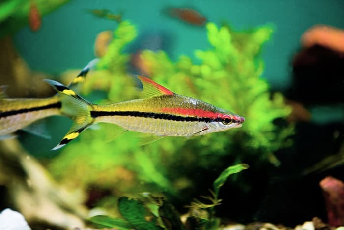 Denison Barb (Sahyadria denisonii) — photo 2 of 5