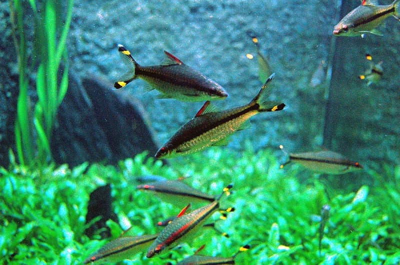 Denison Barb (Sahyadria denisonii) — photo 3 of 5
