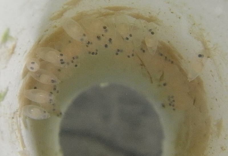 Desert Goby (Chlamydogobius eremius) — photo 1 of 4
