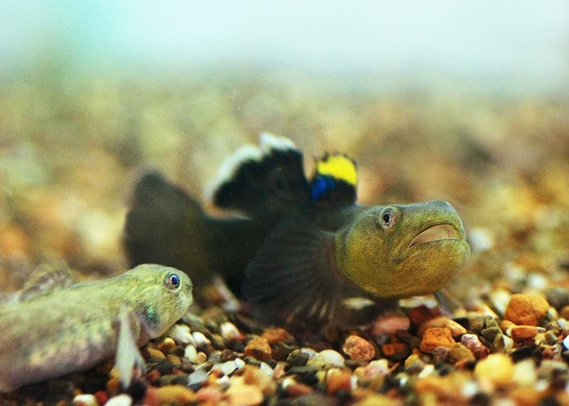 Desert Goby (Chlamydogobius eremius) — photo 2 of 4