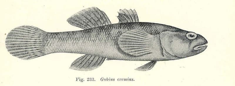 Desert Goby (Chlamydogobius eremius) — photo 3 of 4