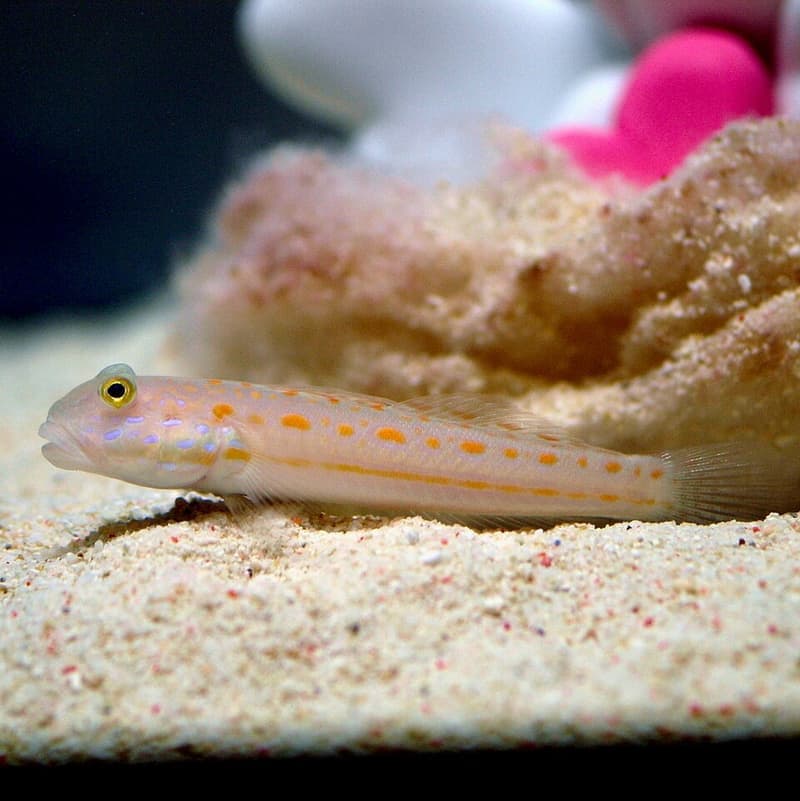 Diamond Goby (Valenciennea puellaris) — photo 1 of 5