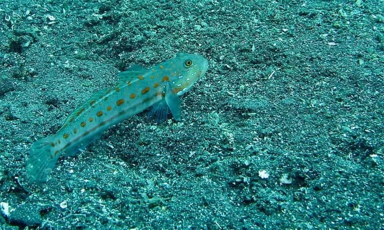 Diamond Goby (Valenciennea puellaris) — photo 2 of 5