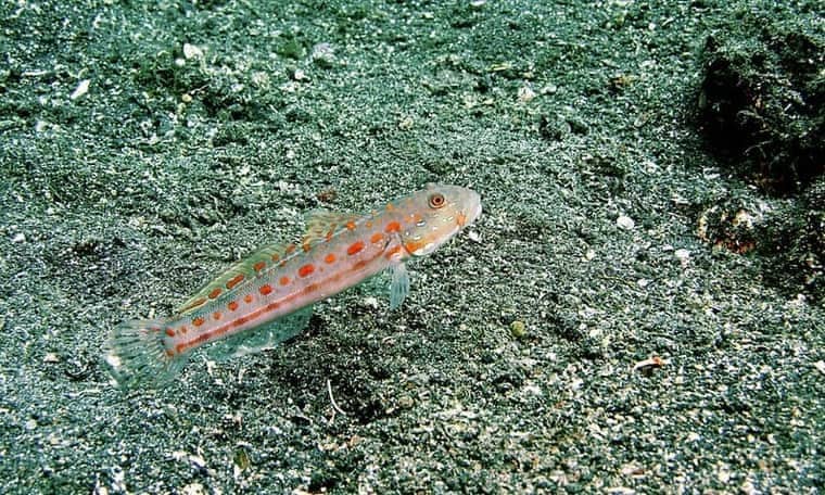 Diamond Goby (Valenciennea puellaris) — photo 3 of 5