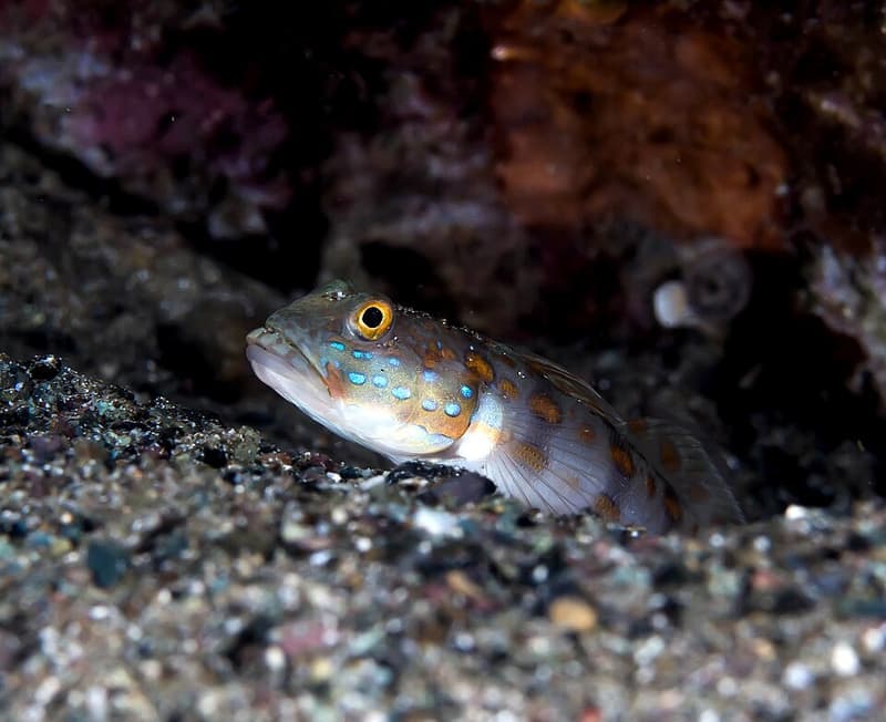 Diamond Goby (Valenciennea puellaris) — photo 4 of 5