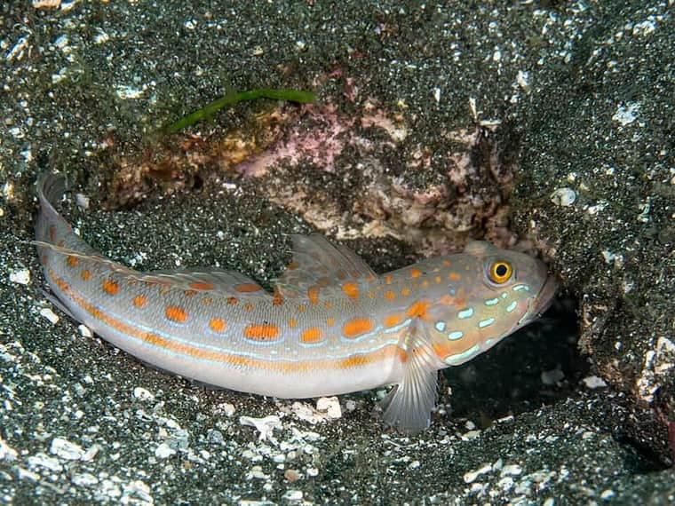 Diamond Goby (Valenciennea puellaris) — photo 5 of 5