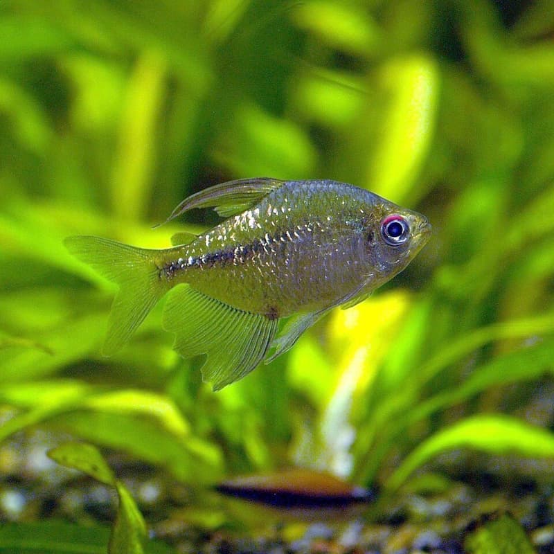 Diamond Tetra (Moenkhausia pittieri) — photo 1 of 5