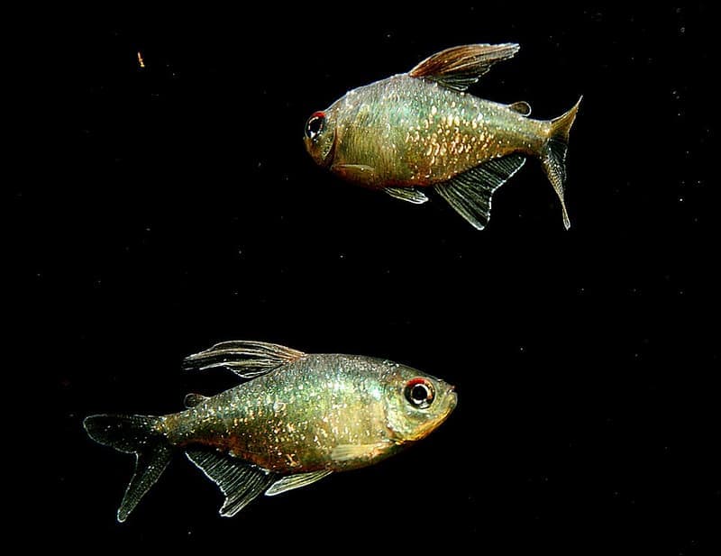 Diamond Tetra (Moenkhausia pittieri) — photo 2 of 5