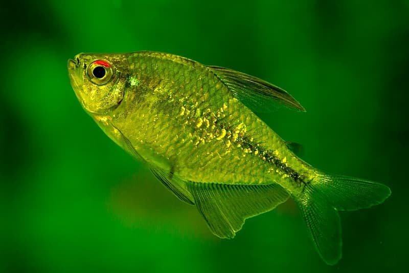 Diamond Tetra (Moenkhausia pittieri) — photo 3 of 5