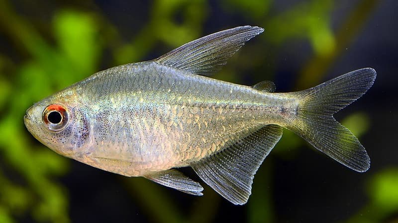 Diamond Tetra (Moenkhausia pittieri) — photo 5 of 5