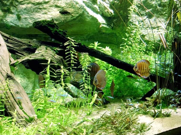 Discus (Symphysodon aequifasciatus) — photo 1 of 5