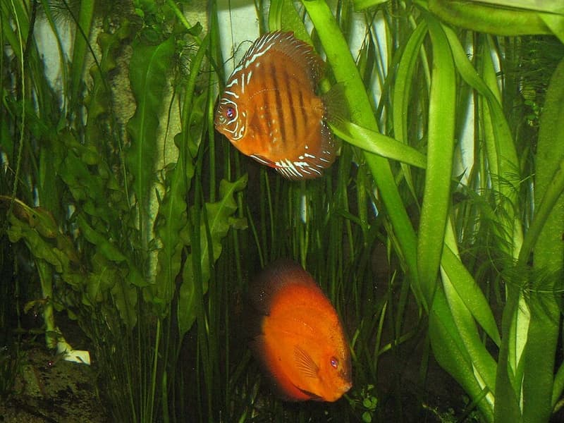 Discus (Symphysodon aequifasciatus) — photo 2 of 5