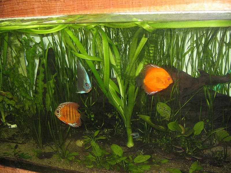 Discus (Symphysodon aequifasciatus) — photo 3 of 5
