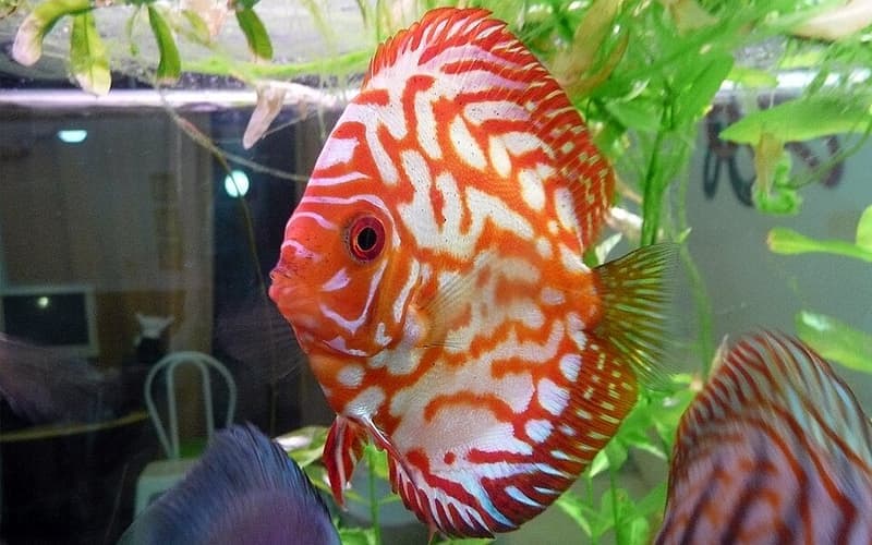 Discus (Symphysodon aequifasciatus) — photo 4 of 5