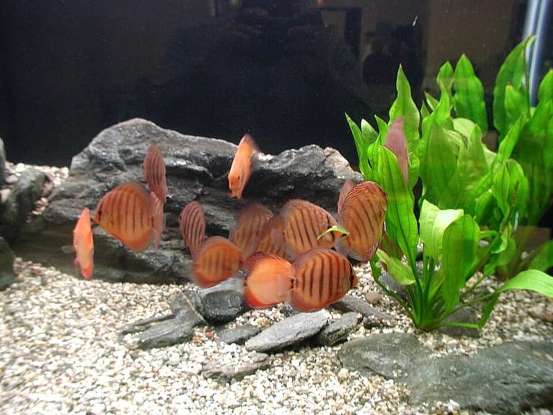 Discus (Symphysodon aequifasciatus) — photo 5 of 5