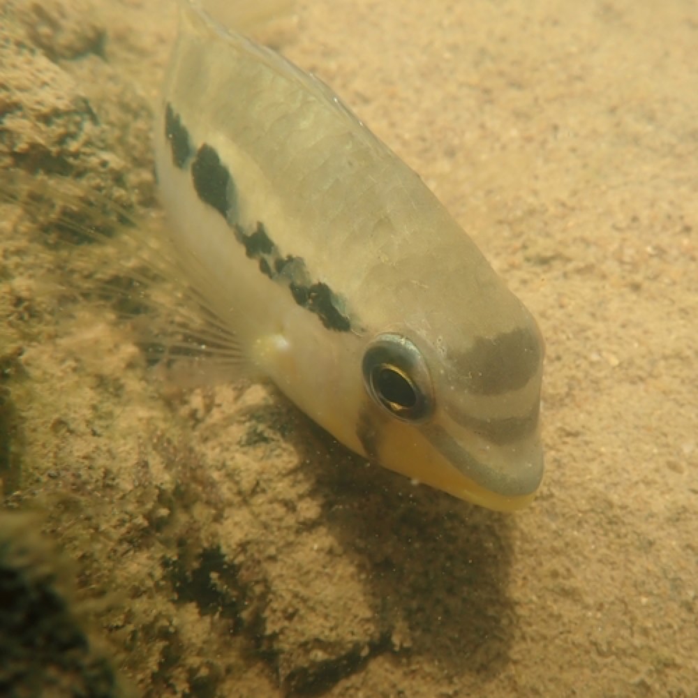 Dolphin Cichlid (Krobia itanyi) — photo 1 of 1