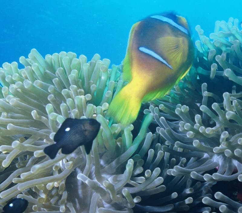 Domino Damselfish (Dascyllus trimaculatus) — photo 1 of 5