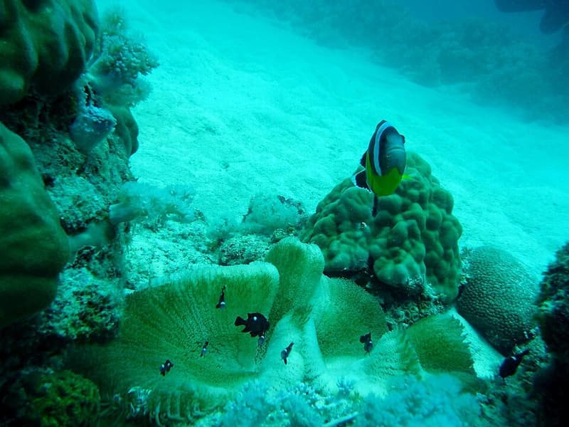 Domino Damselfish (Dascyllus trimaculatus) — photo 2 of 5