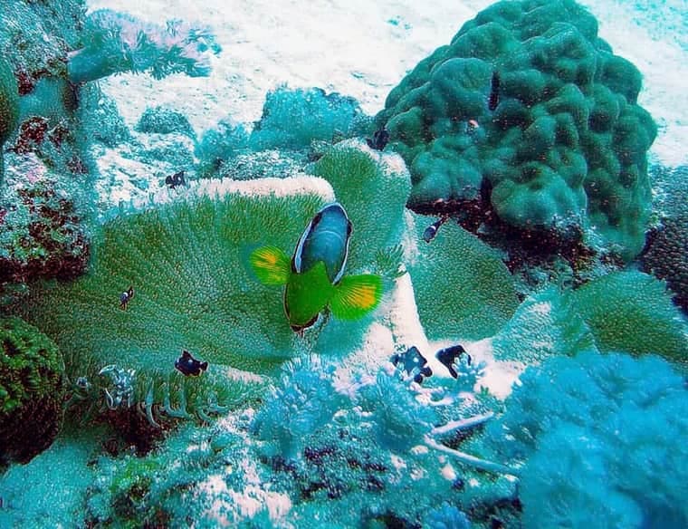 Domino Damselfish (Dascyllus trimaculatus) — photo 3 of 5