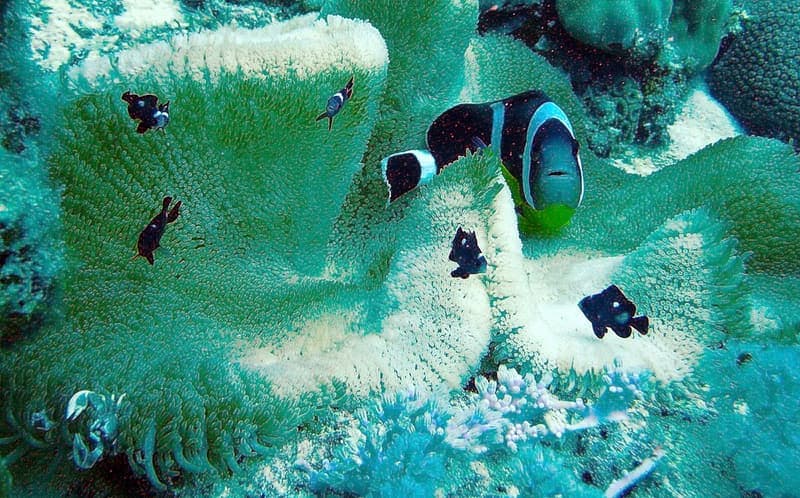 Domino Damselfish (Dascyllus trimaculatus) — photo 4 of 5