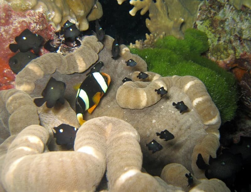 Domino Damselfish (Dascyllus trimaculatus) — photo 5 of 5