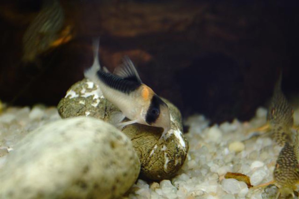 Duplicareus Corydoras (Corydoras duplicareus) — photo 1 of 1