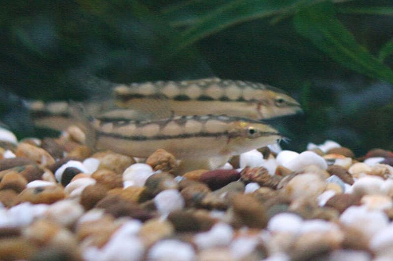 Dwarf Chain Loach (Ambastaia sidthimunki) — photo 1 of 4