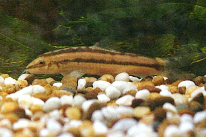 Dwarf Chain Loach (Ambastaia sidthimunki) — photo 2 of 4