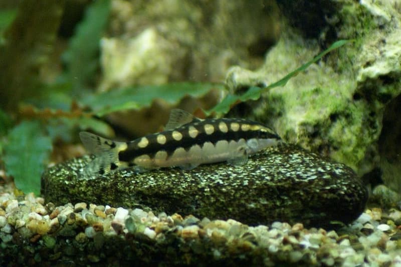 Dwarf Chain Loach (Ambastaia sidthimunki) — photo 3 of 4
