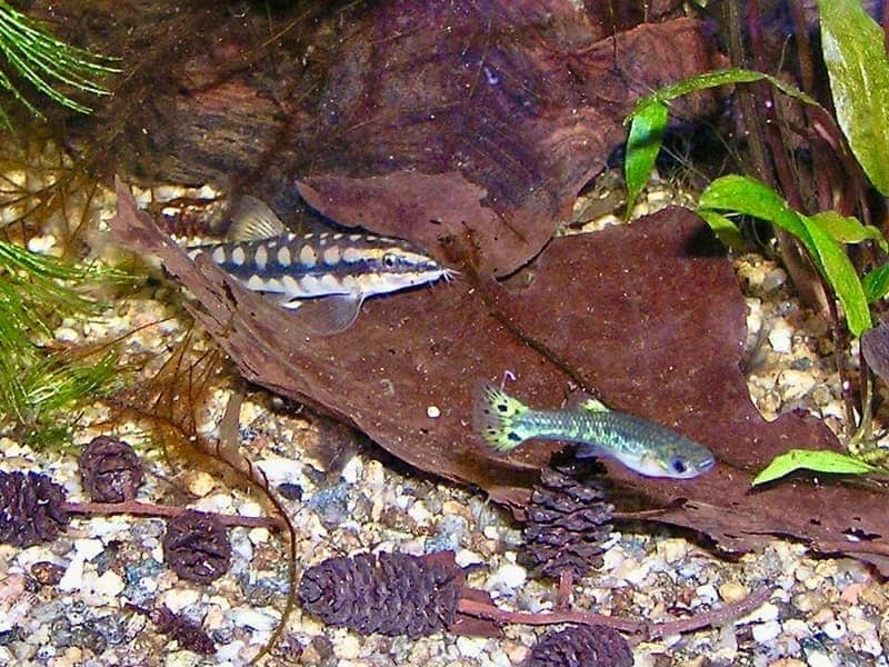 Dwarf Chain Loach (Ambastaia sidthimunki) — photo 4 of 4