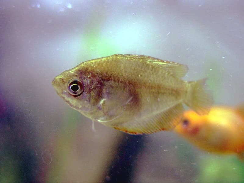 Dwarf Gourami (Trichogaster lalius) — photo 1 of 5