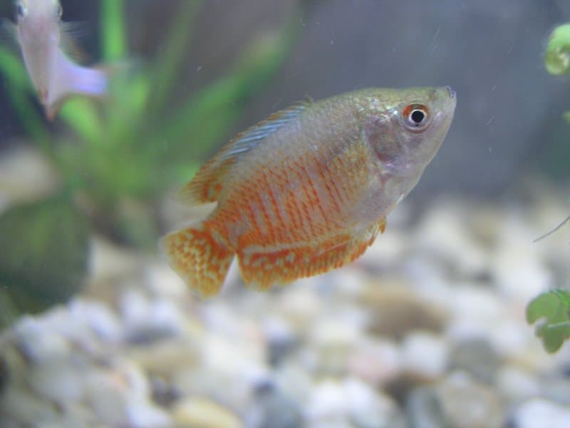 Dwarf Gourami (Trichogaster lalius) — photo 2 of 5