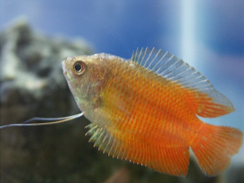 Dwarf Gourami (Trichogaster lalius) — photo 4 of 5