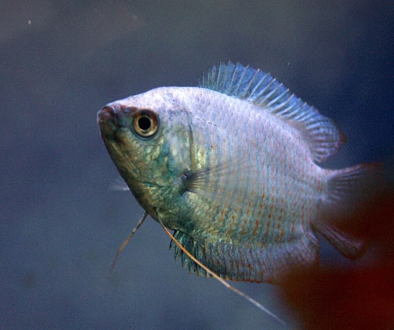 Dwarf Gourami (Trichogaster lalius) — photo 5 of 5