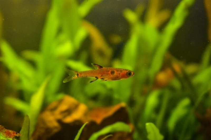 Dwarf Spotted Rasbora (Boraras maculatus) — photo 1 of 2