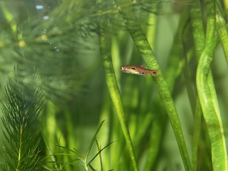 Dwarf Spotted Rasbora (Boraras maculatus) — photo 2 of 2
