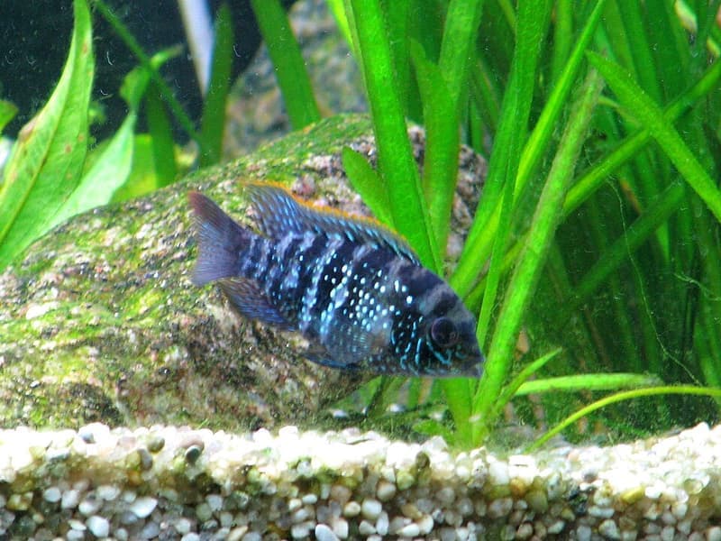 Electric Blue Acara (Andinoacara pulcher) — photo 1 of 5