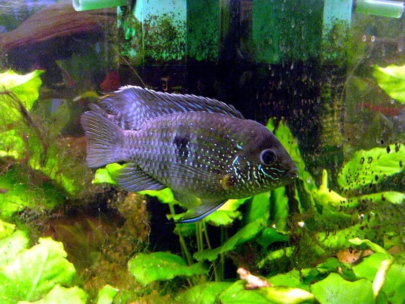 Electric Blue Acara (Andinoacara pulcher) — photo 2 of 5