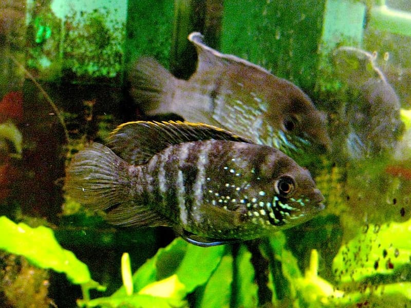 Electric Blue Acara (Andinoacara pulcher) — photo 3 of 5