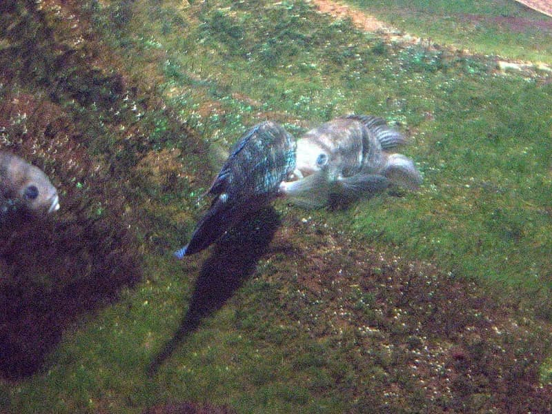 Electric Blue Acara (Andinoacara pulcher) — photo 4 of 5