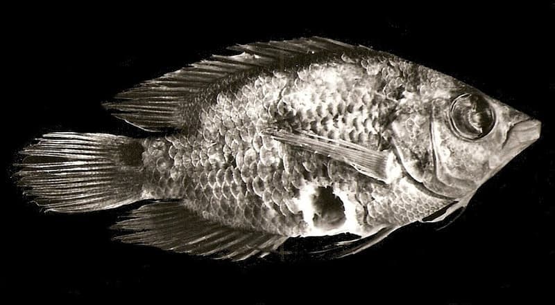 Electric Blue Acara (Andinoacara pulcher) — photo 5 of 5