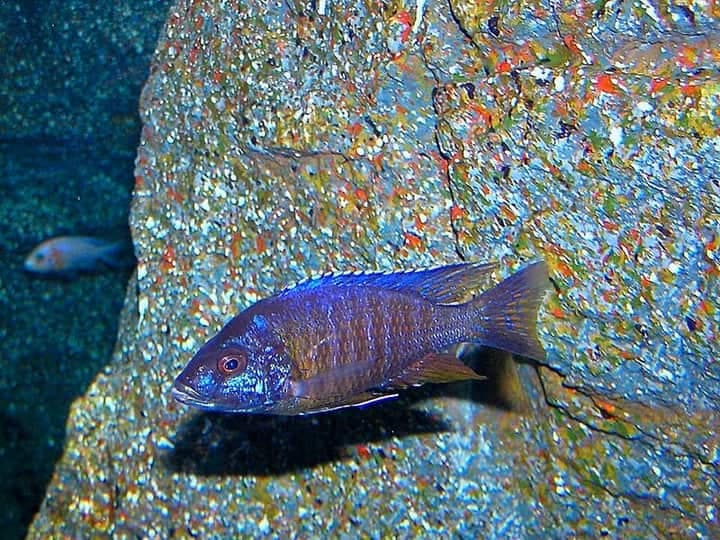 Electric Blue Hap (Sciaenochromis fryeri) — photo 1 of 1