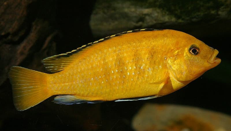 Electric Yellow Cichlid (Labidochromis caeruleus) — photo 1 of 5